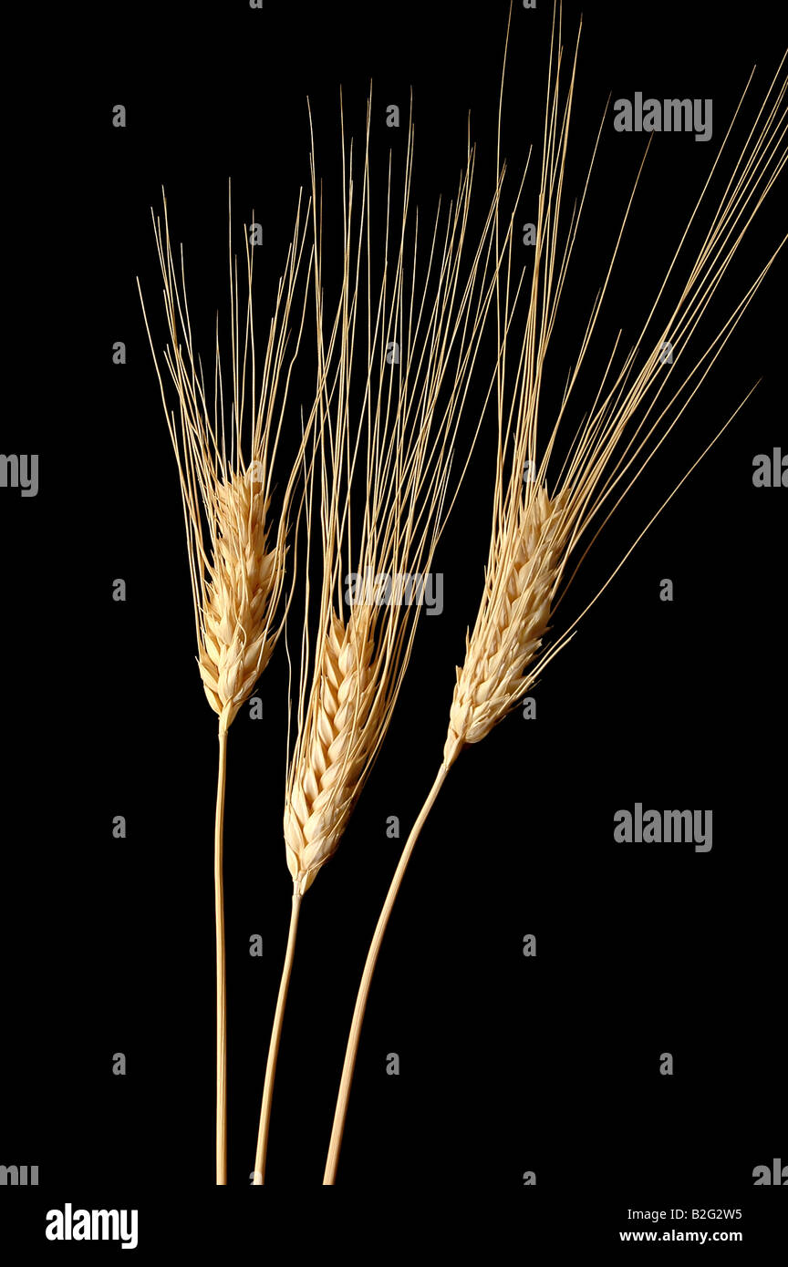 Tre spighe di grano su uno sfondo nero Foto Stock