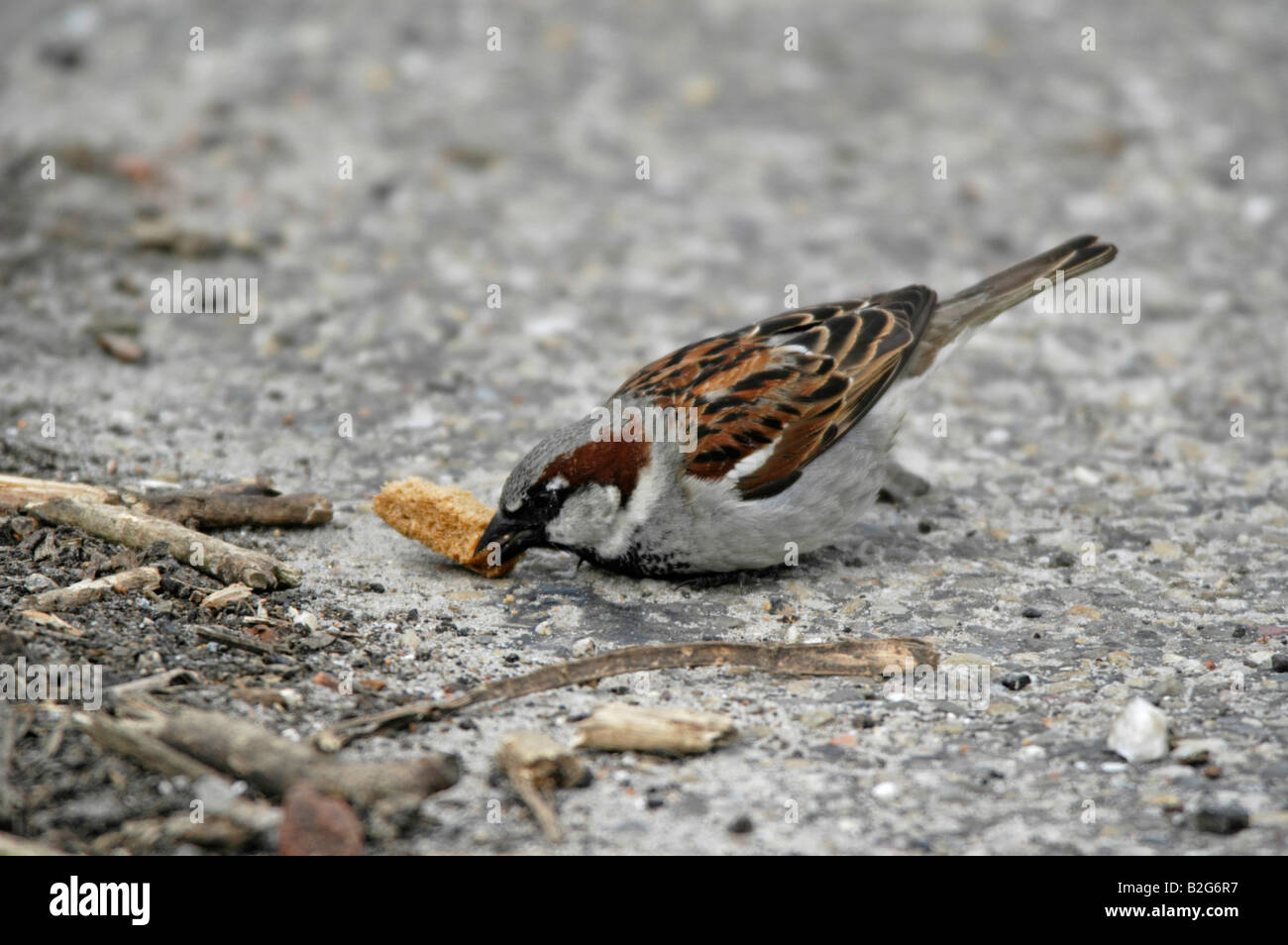 Haussperling Spatz Maennchen Passer domesticus casa passero Texel maschio Holland Niederlande Paesi Bassi Foto Stock