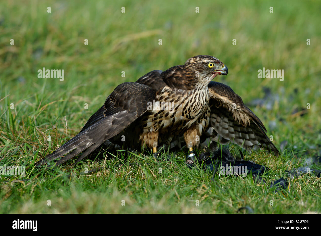 Habicht Rothabicht Accipiter gentilis Astore Baden Wuerttemberg Deutschland Germania Foto Stock