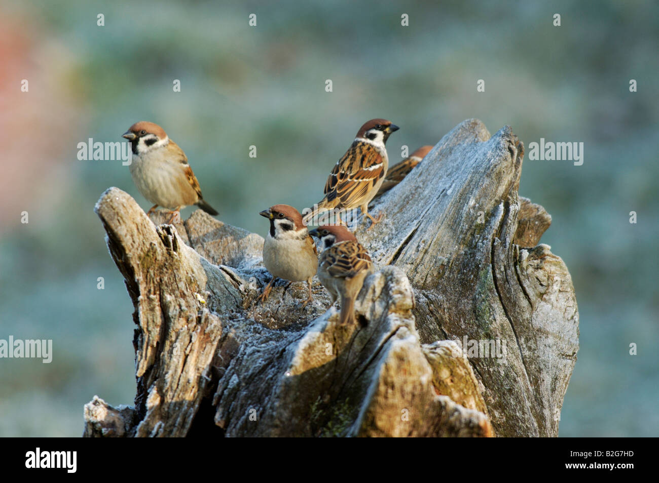 Feldsperling Passer montanus Eurasian Tree Sparrow Ostalbkreis Baden Wuerttemberg Deutschland Germania Foto Stock