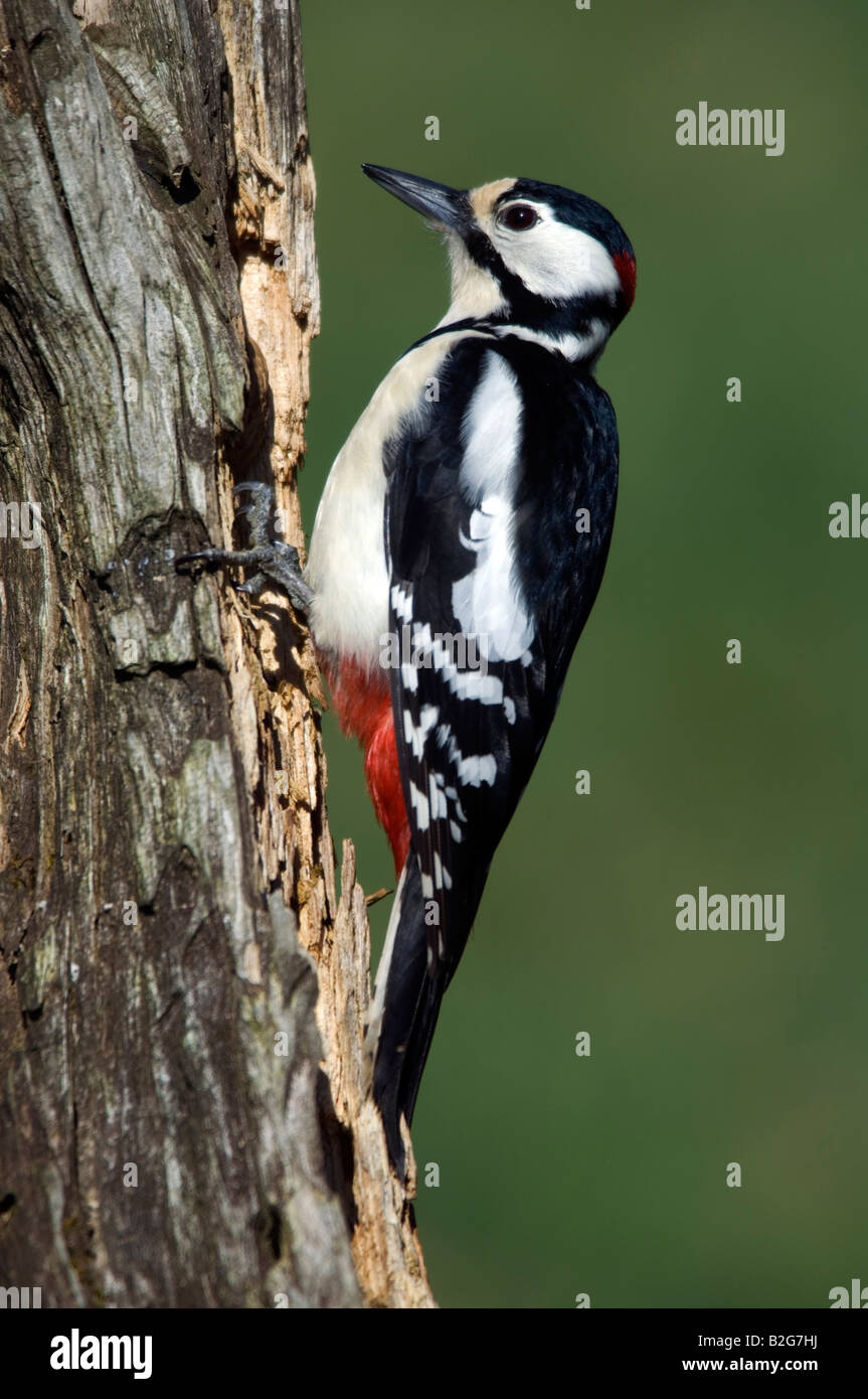 Dendrocopos major Picchio rosso maggiore maschio Baden Württemberg Germania Foto Stock