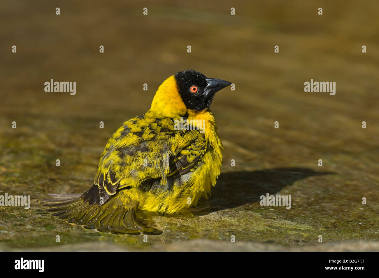 Dorfweber Textorweber Maennchen Ploceus cucullatus villaggio maschio tessitore Stoccarda Baden Wuerttemberg Deutschland Germania Foto Stock