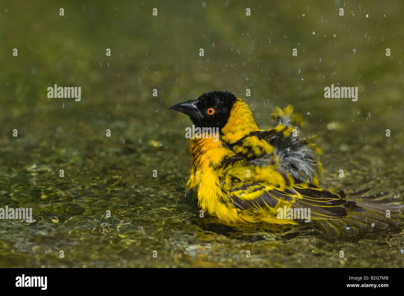 Dorfweber Textorweber Maennchen Ploceus cucullatus villaggio maschio tessitore Stoccarda Baden Wuerttemberg Deutschland Germania Foto Stock