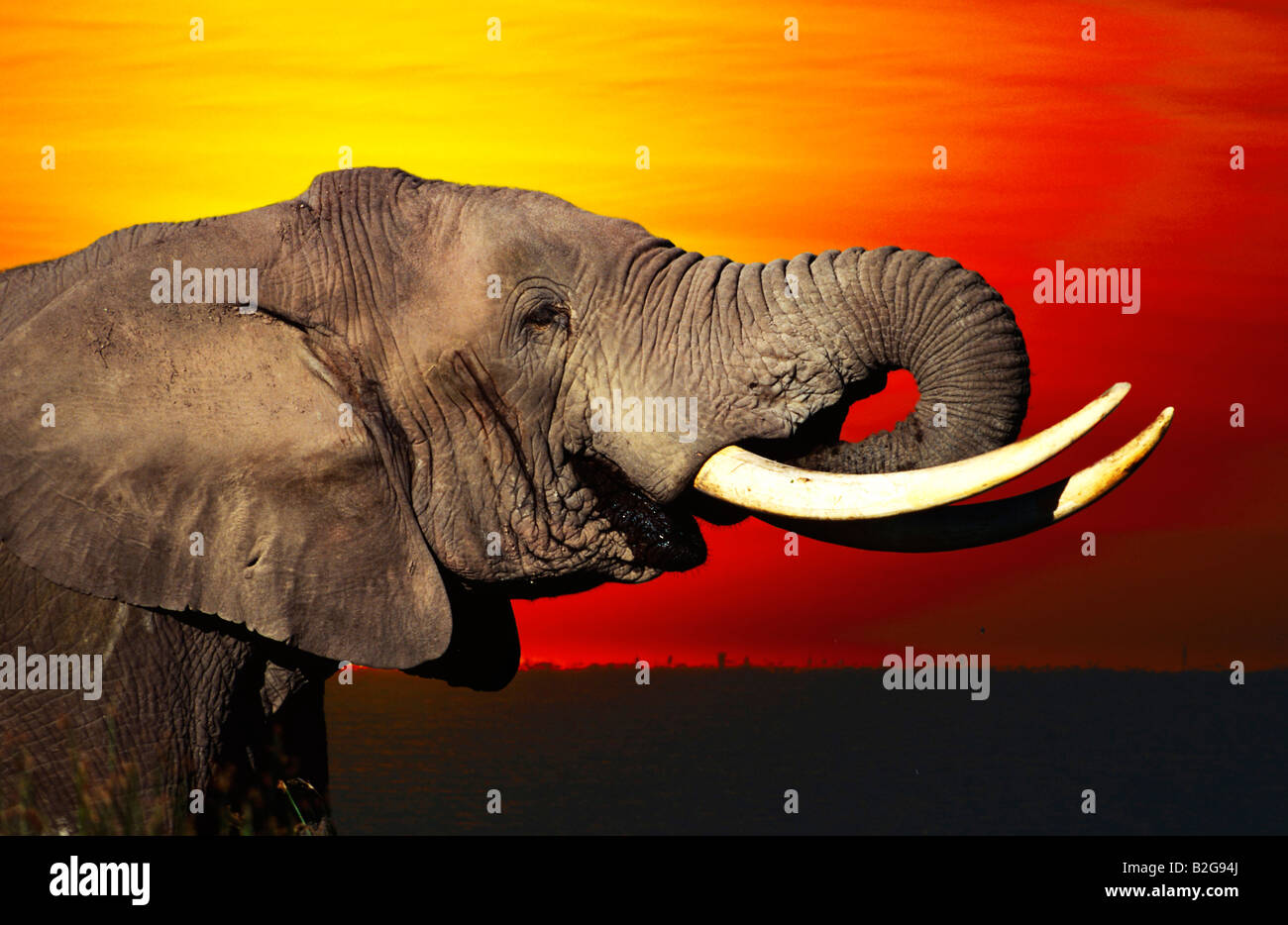 Elefante africano Africa profil tramonto ritratto di post-incandescenza Foto Stock