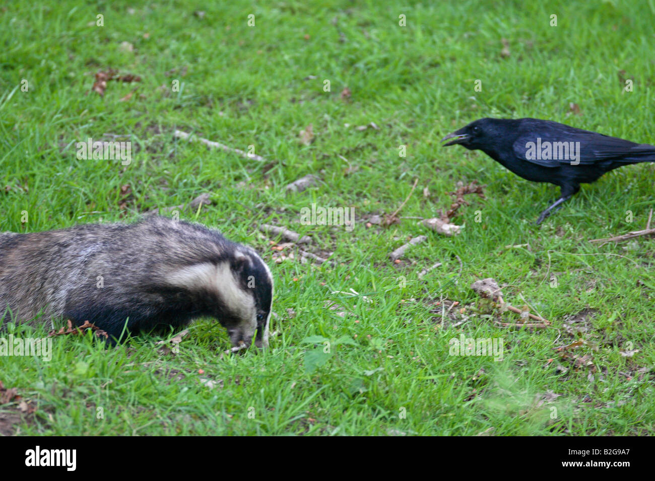 BADGER Meles meles ROVISTANDO IN ERBA CON CARRION CROW Foto Stock