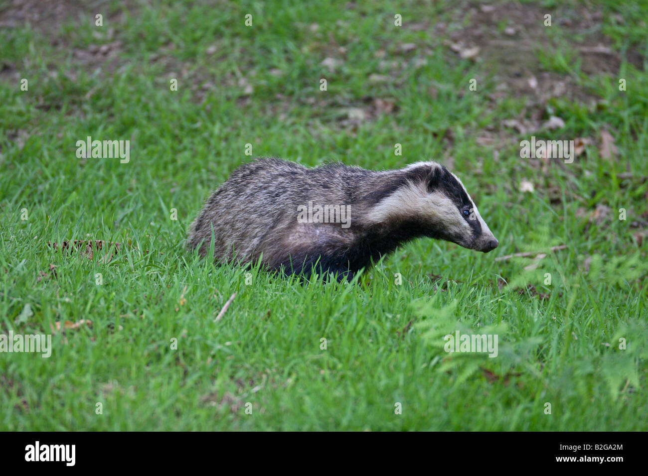 BADGER Meles meles ROVISTANDO IN ERBA Foto Stock