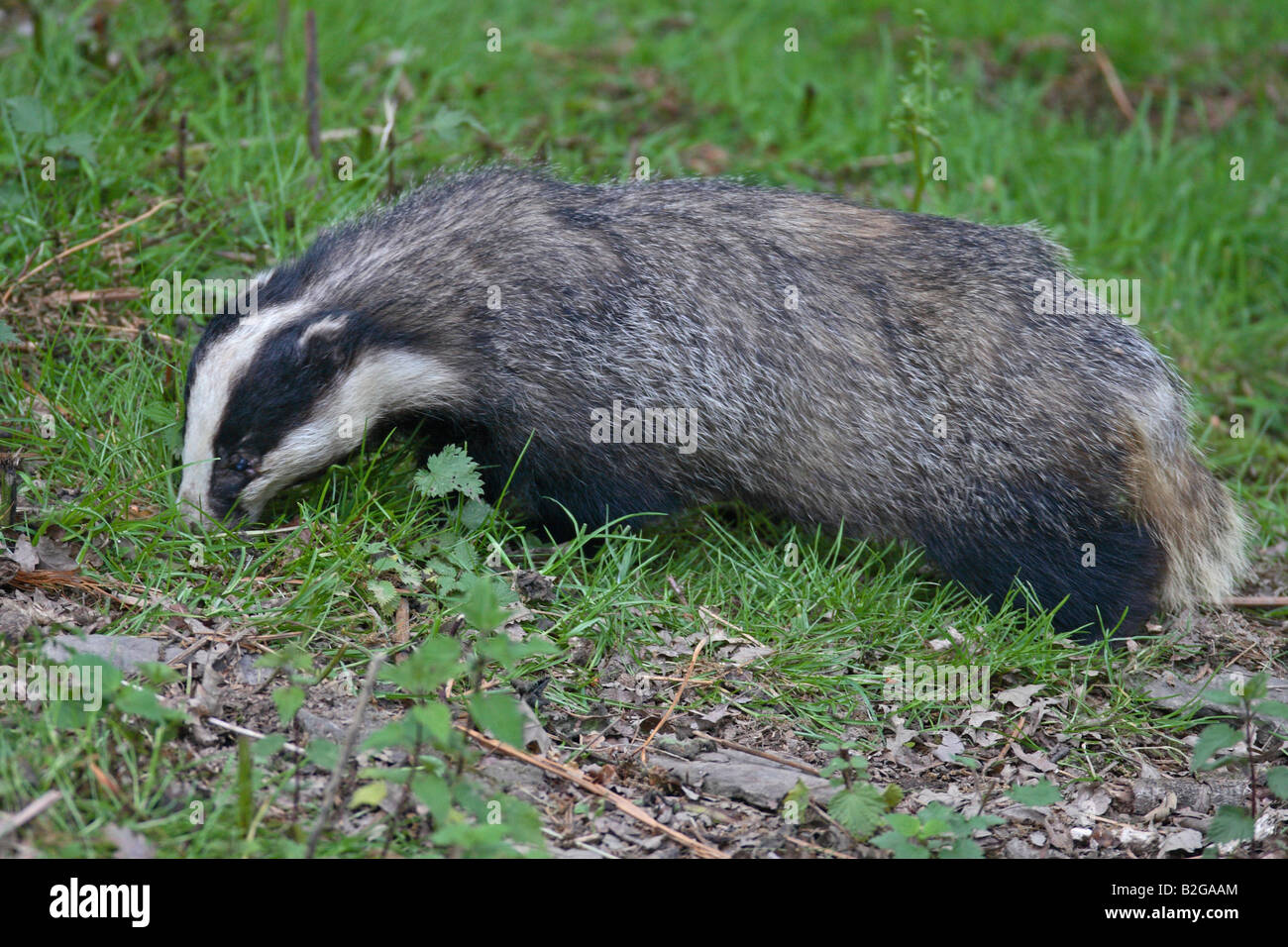 BADGER Meles meles ROVISTANDO IN ERBA Foto Stock