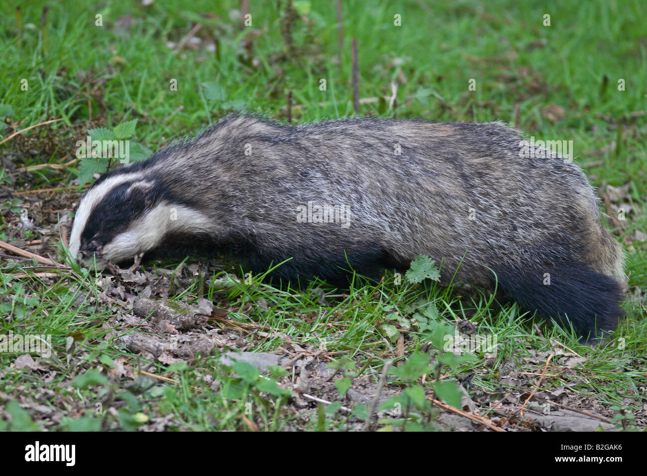 BADGER Meles meles ROVISTANDO IN ERBA Foto Stock