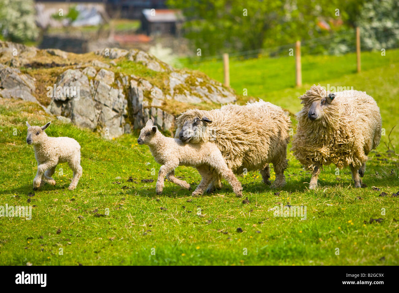 Wensleydale pecore in esecuzione per alimenti Foto Stock