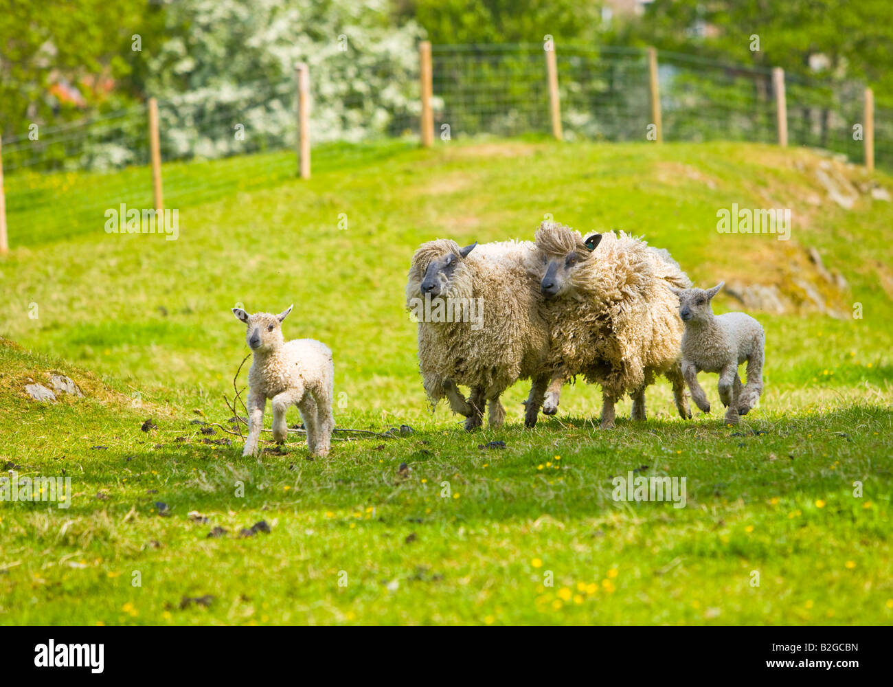 Wensleydale pecore in esecuzione per alimenti Foto Stock