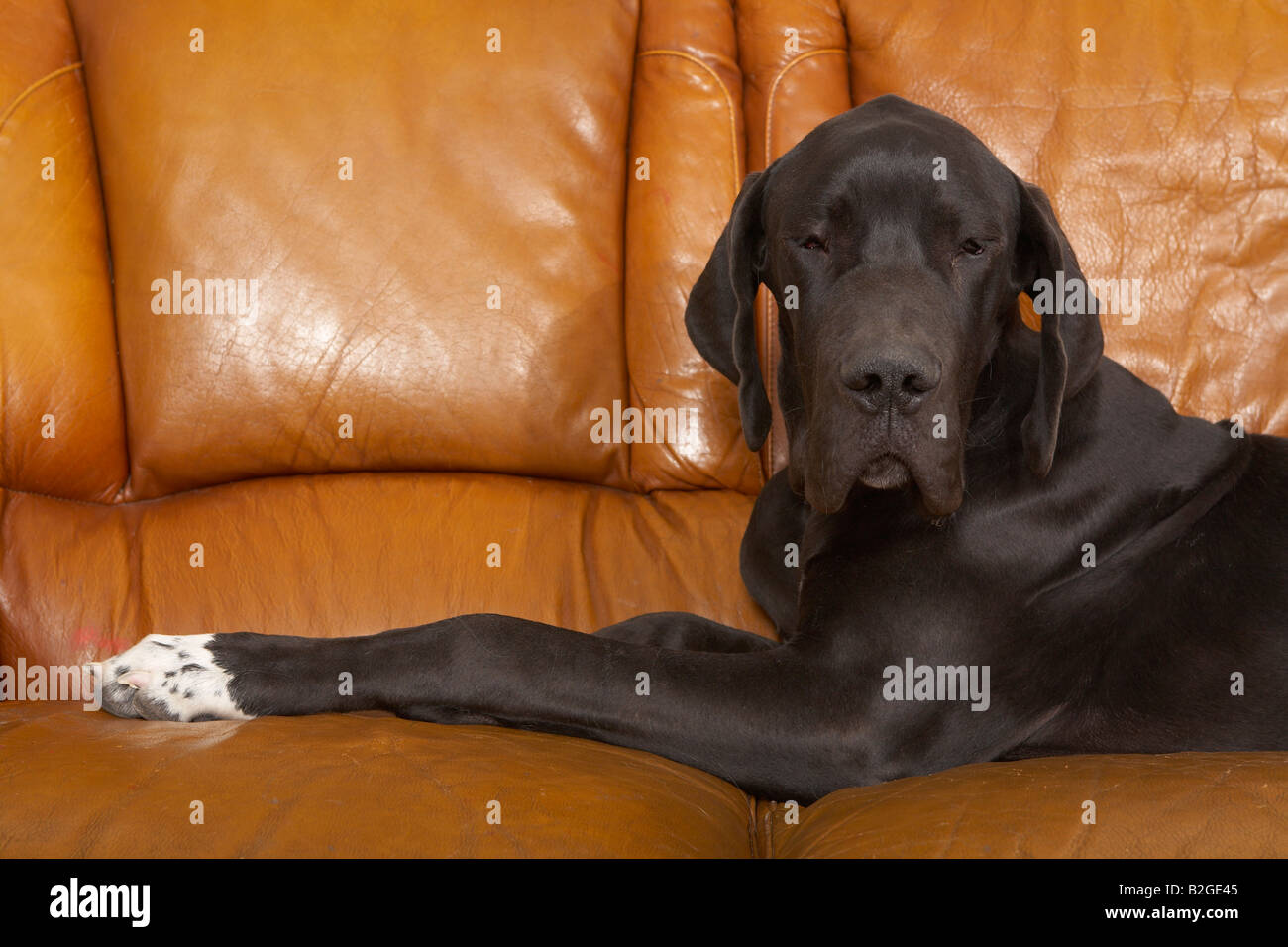 Ritratto di un Deutsche Dogge Foto Stock