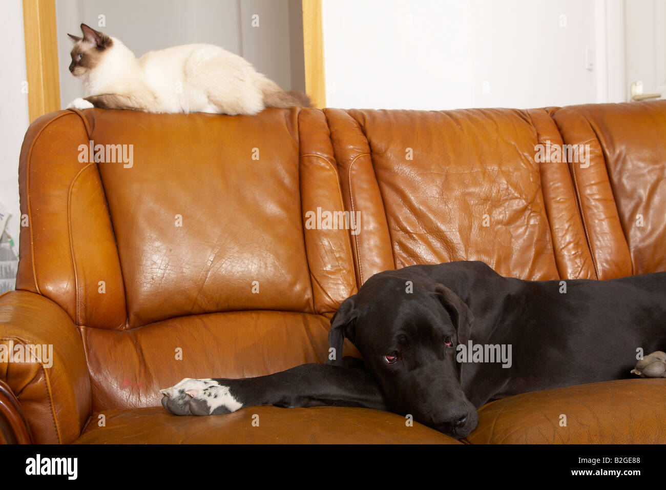 Deutsche Dogge e gatto Ragdoll Foto Stock