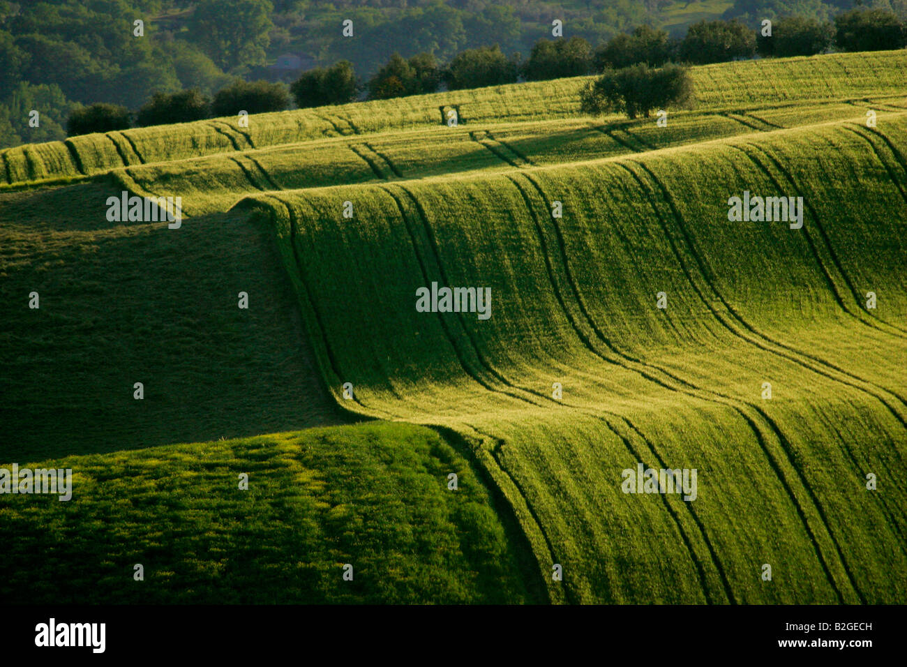 Campagna di laminazione, Abruzzo, Italia. Foto Stock
