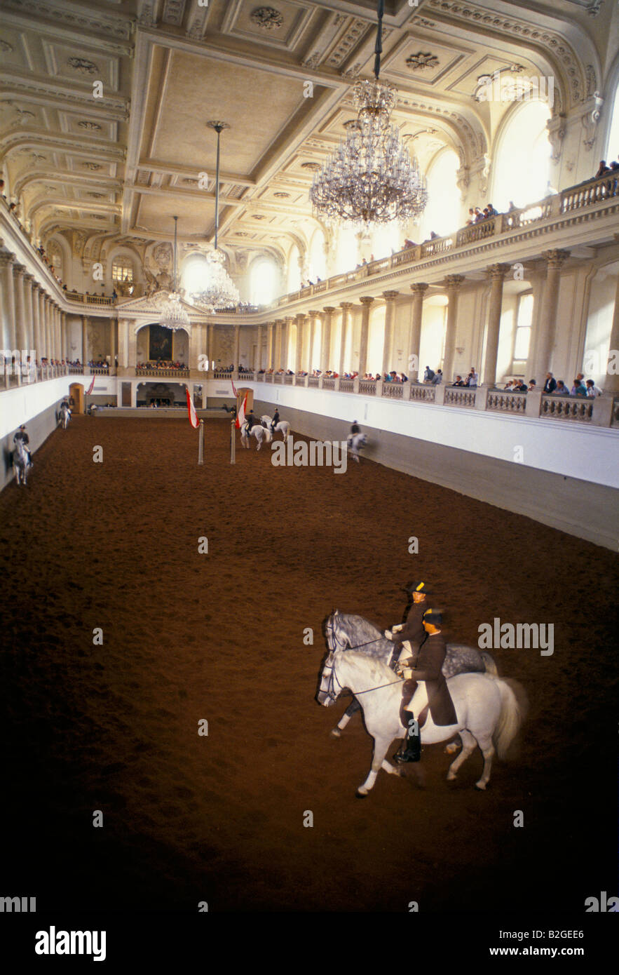 VIENNA 1995 cavalli lipizzani sono addestrati presso la scuola di equitazione spagnola fondata dalla famiglia asburgica Foto Stock
