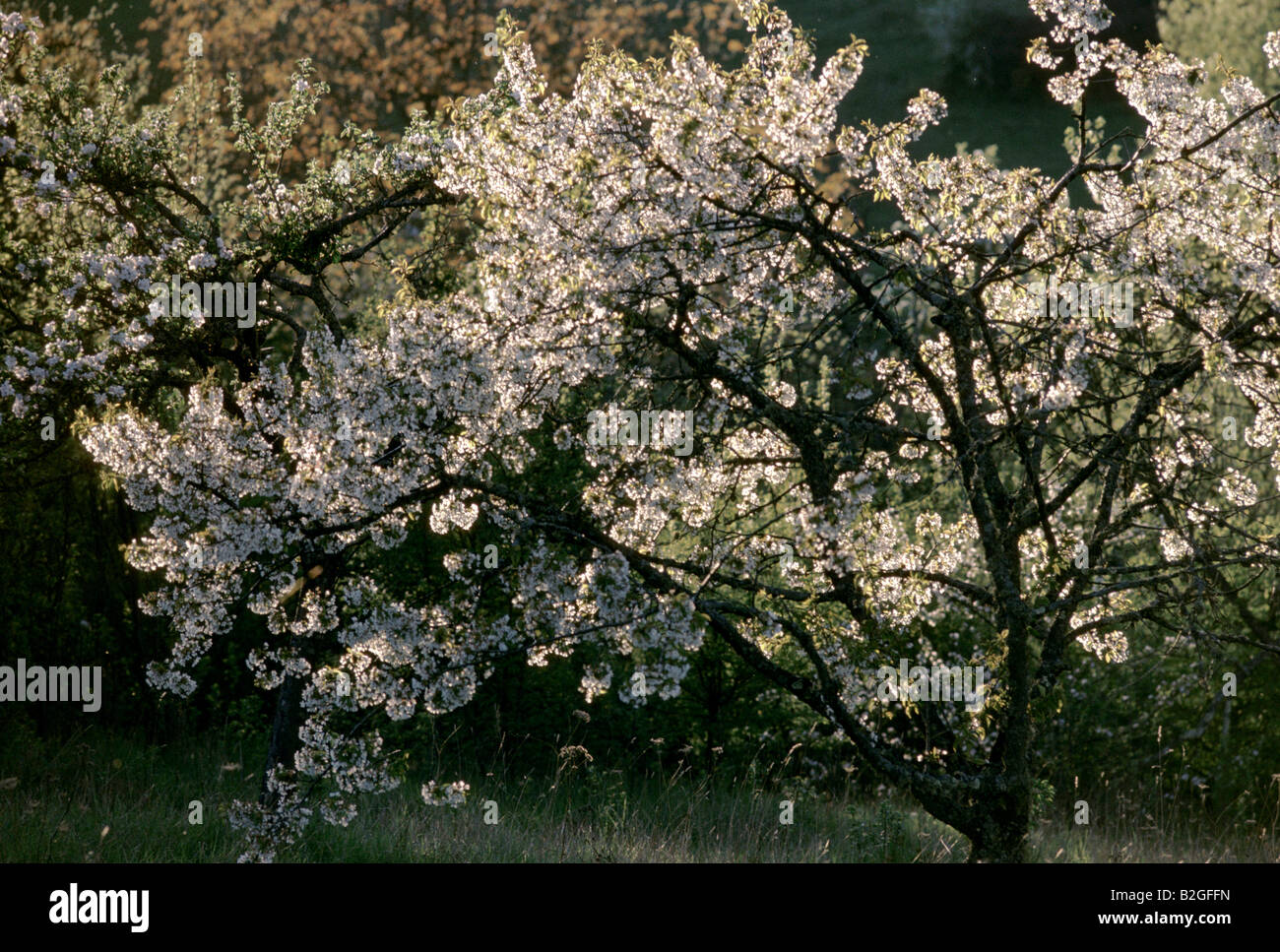 Fiore bianco albero in piena fioritura Foto Stock