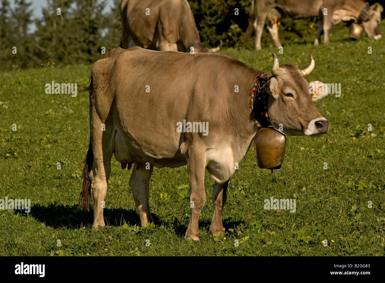 Vacche di razza braunvieh bos taurus willow allgaeu scorze Baviera Germania Foto Stock