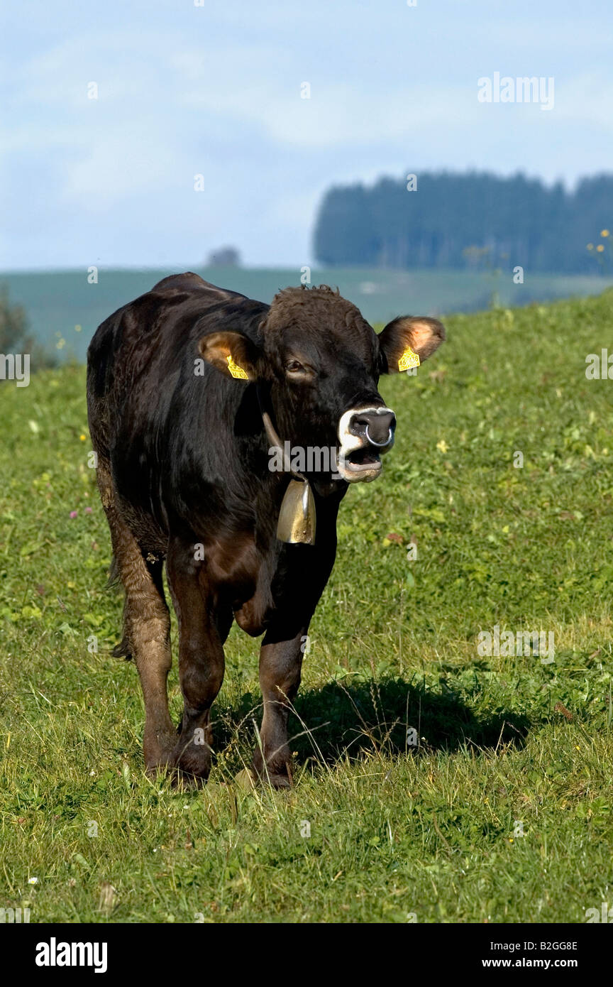 Razza Braunvieh mucca bos taurus willow allgaeu la cotenna Baviera Germania Foto Stock