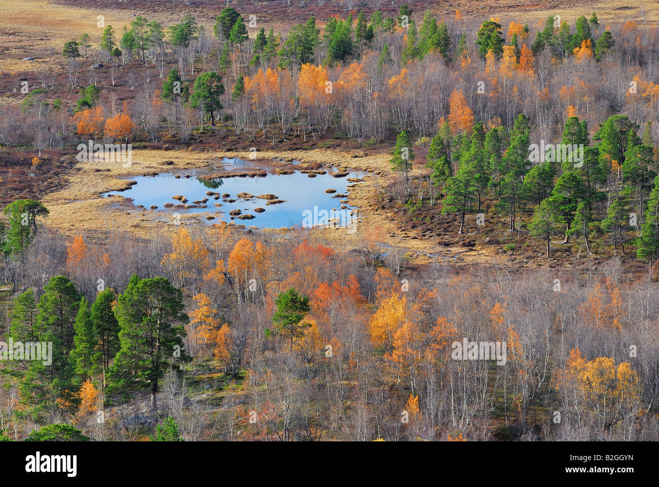 Una palude bog abisko np paesaggio del parco nazionale di norrbotten lapponia Svezia europa Foto Stock