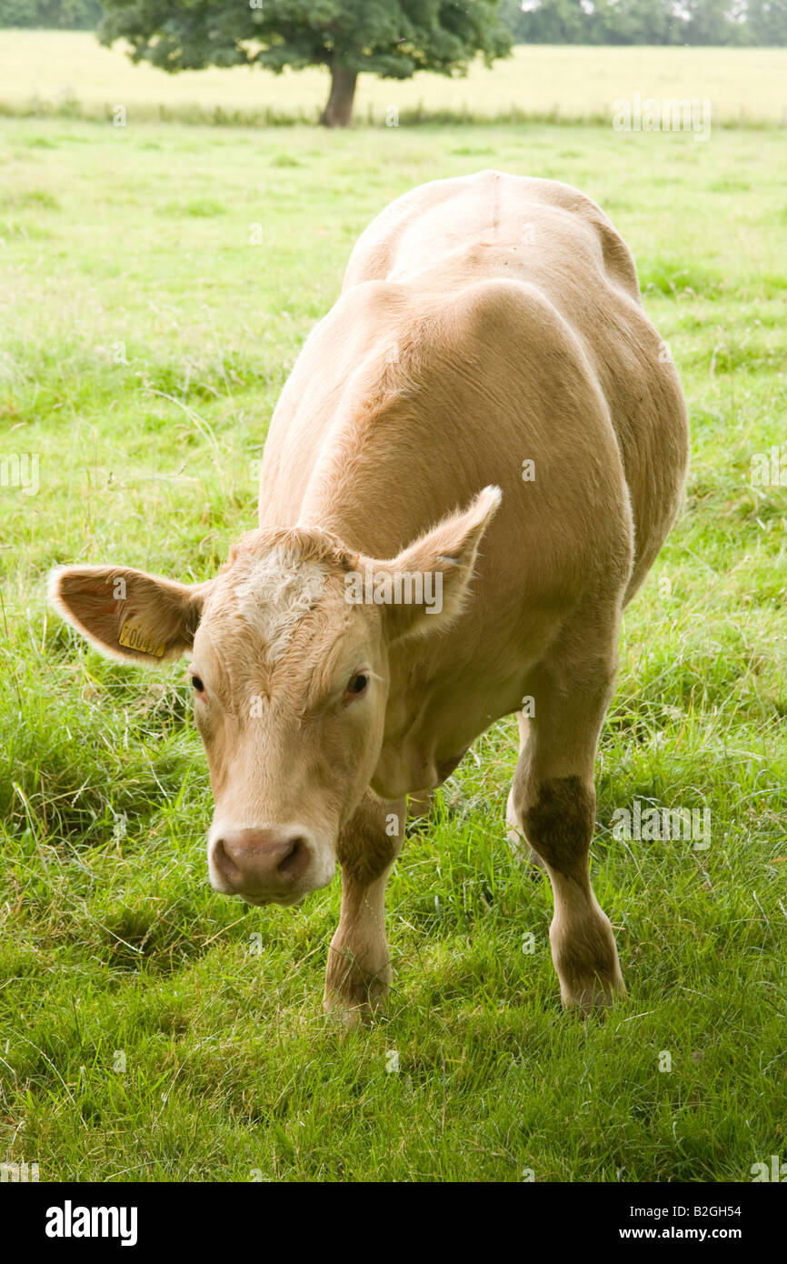 Bovini in un campo Glanton Northumberland Inghilterra Foto Stock