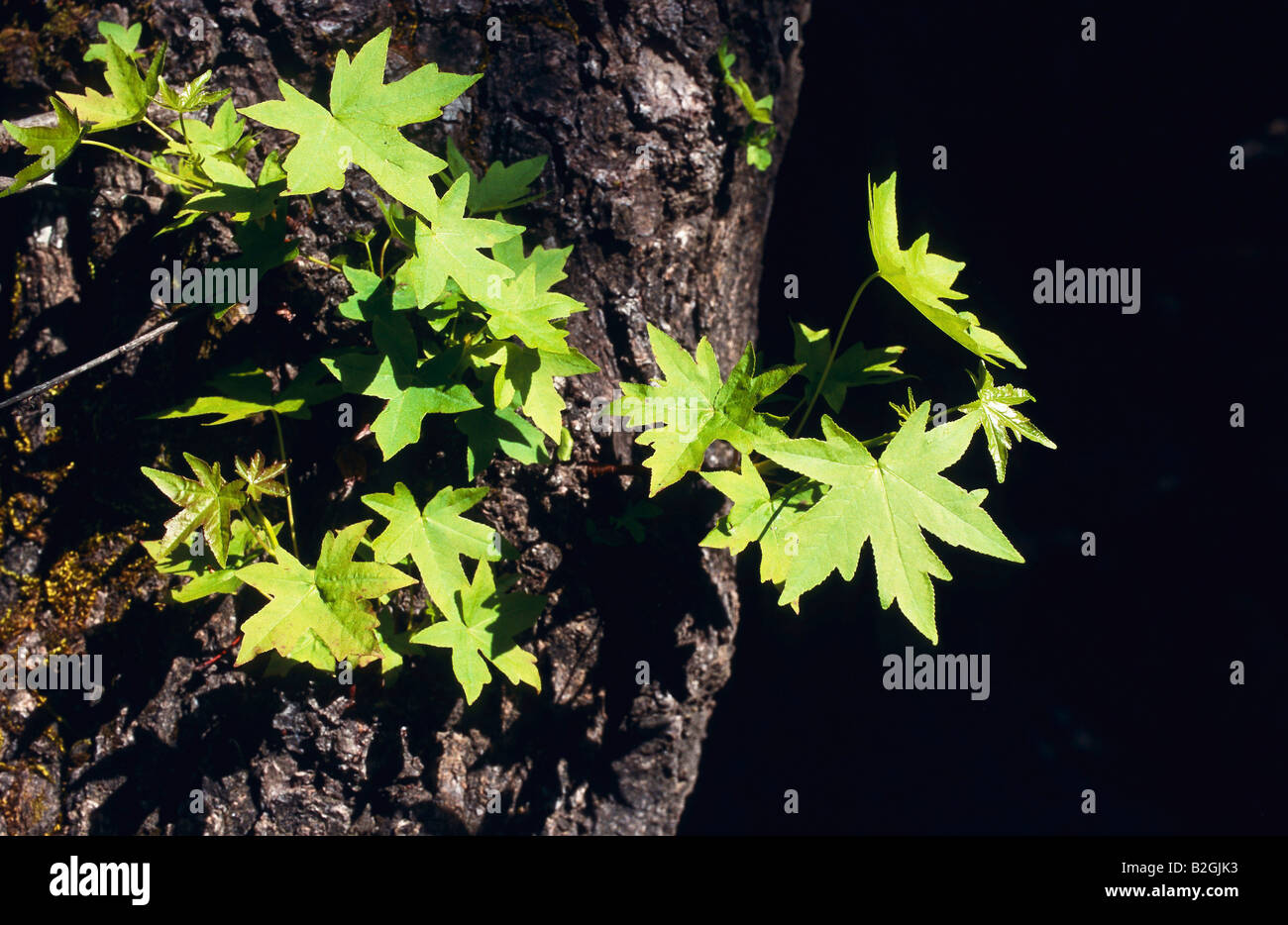 Liquidambar styraciflua Liquidambar orientalis pianta Foto Stock