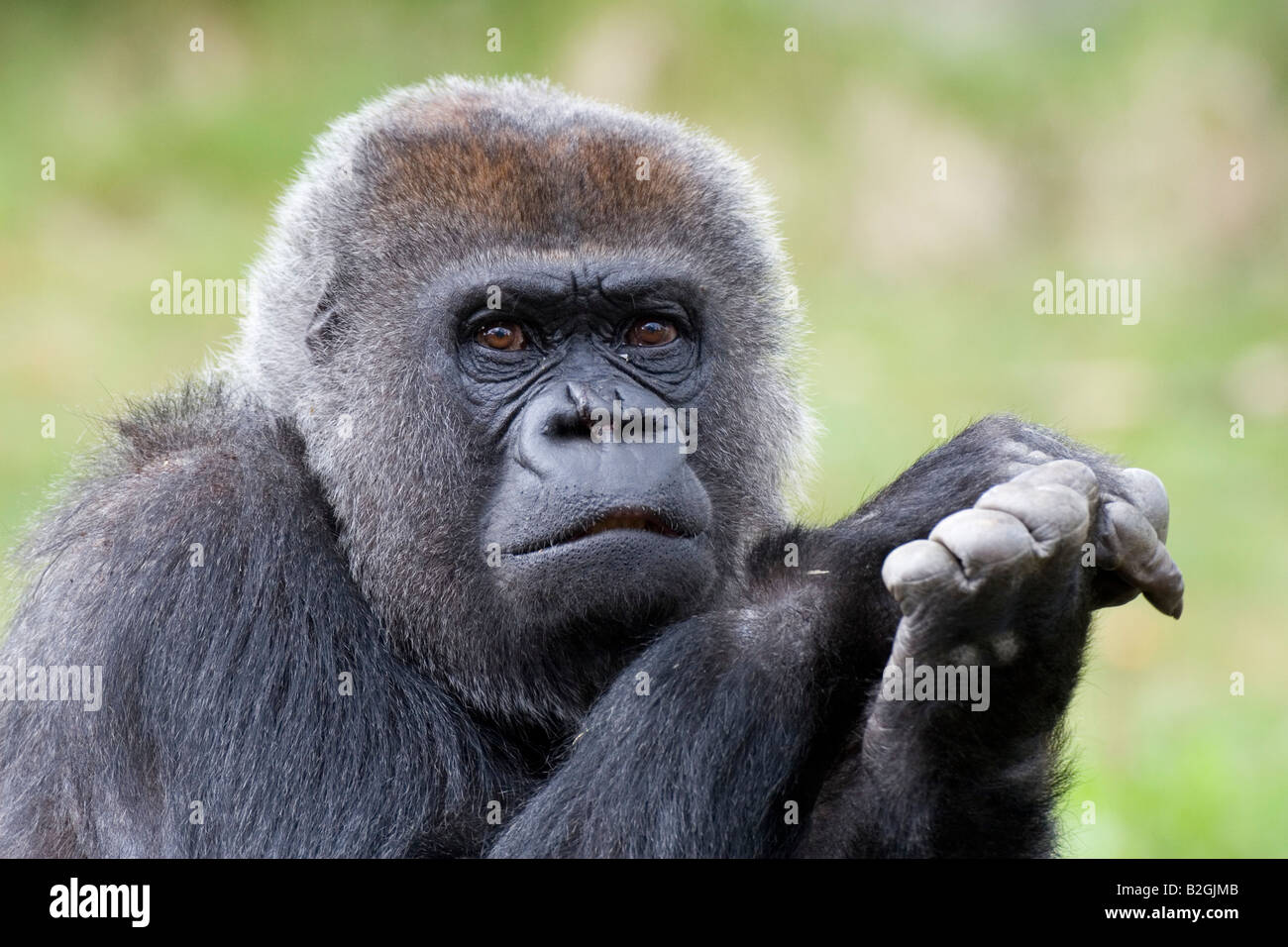 Ritratto di pianura occidentale Gorilla gorilla gorilla scimmie del Vecchio mondo Foto Stock