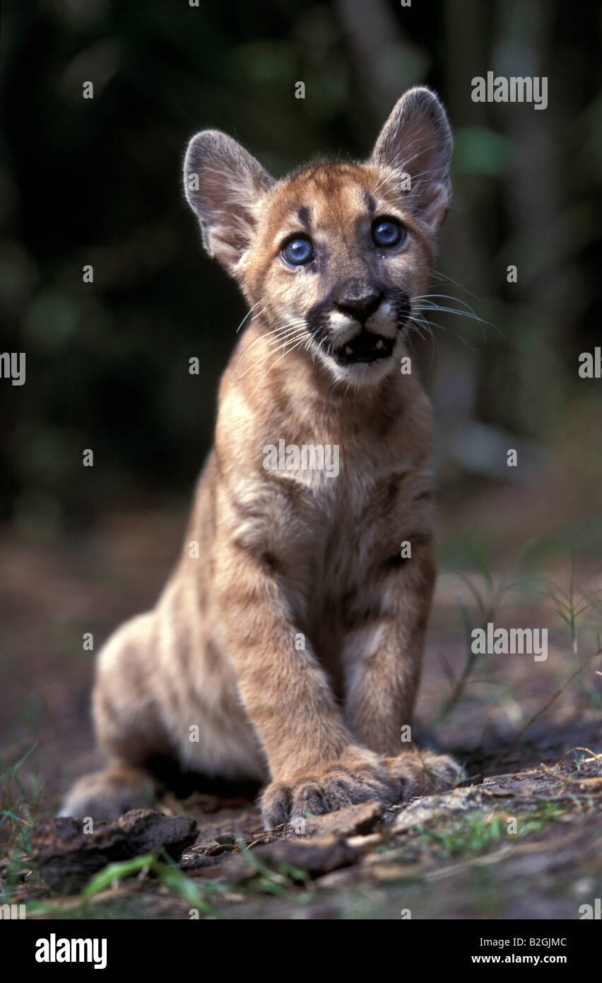 Baby Florida Panther Felis Puma concolor coryi captive Big Cyress preservare Florida USA Foto Stock