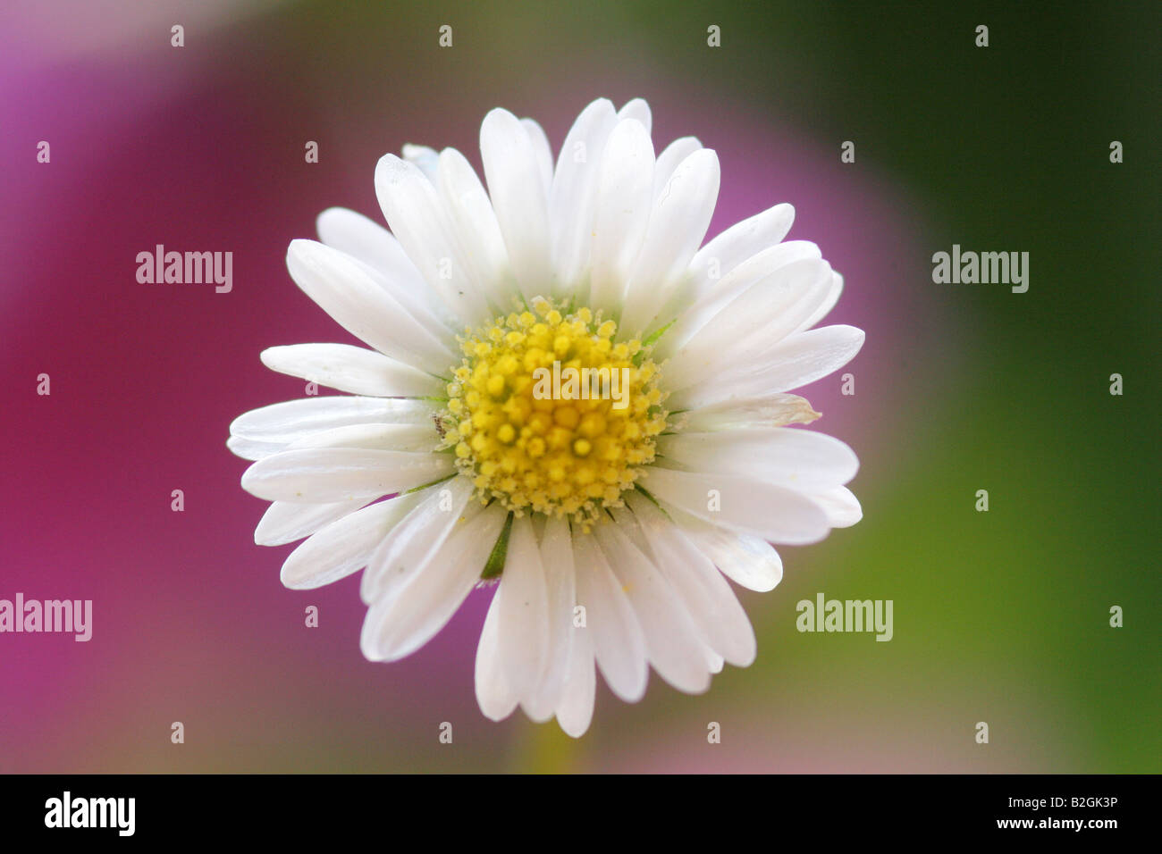 Lawn daisy daisy comune Bellis perennis inglese daisy bloom blossom alambicchi ancora gli sfondi sfondo pattern i pattern vicino Foto Stock