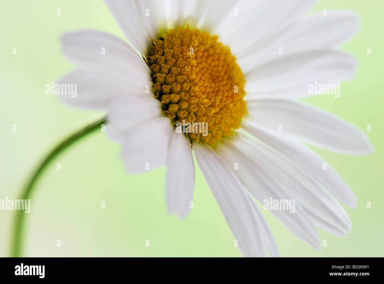 Oxeye daisy Leucanthemum vulgare pianta flowering bloom blossom blooming alambicchi ancora gli sfondi sfondo pattern i pattern Foto Stock