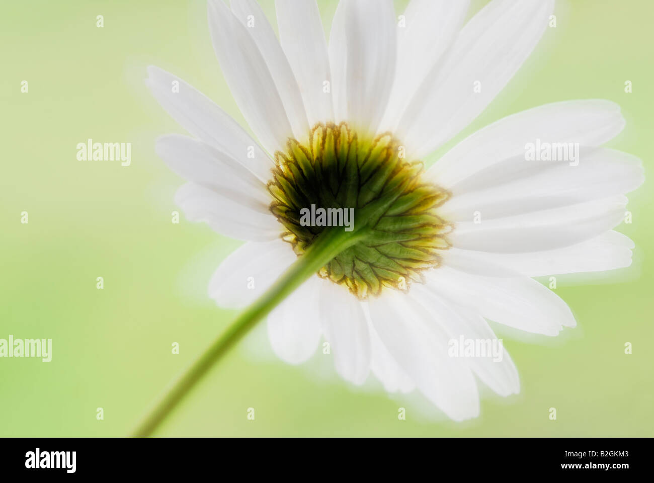 Oxeye daisy Leucanthemum vulgare pianta flowering bloom blossom blooming alambicchi ancora gli sfondi sfondo pattern i pattern Foto Stock