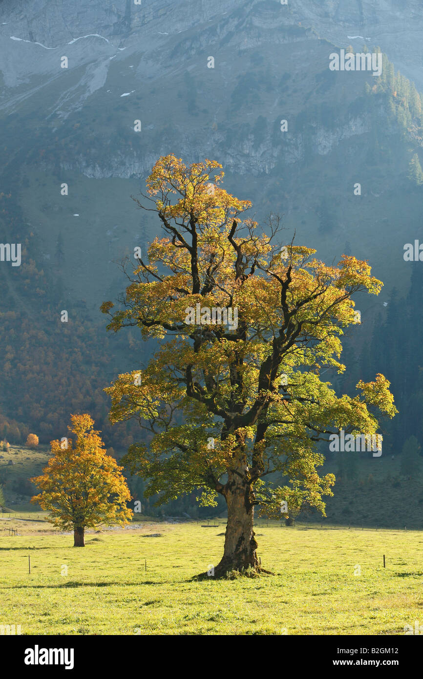 Albero di acero colori autunnali paesaggio delle Alpi calcaree tirolo Austria autums karwendel paesaggio Foto Stock