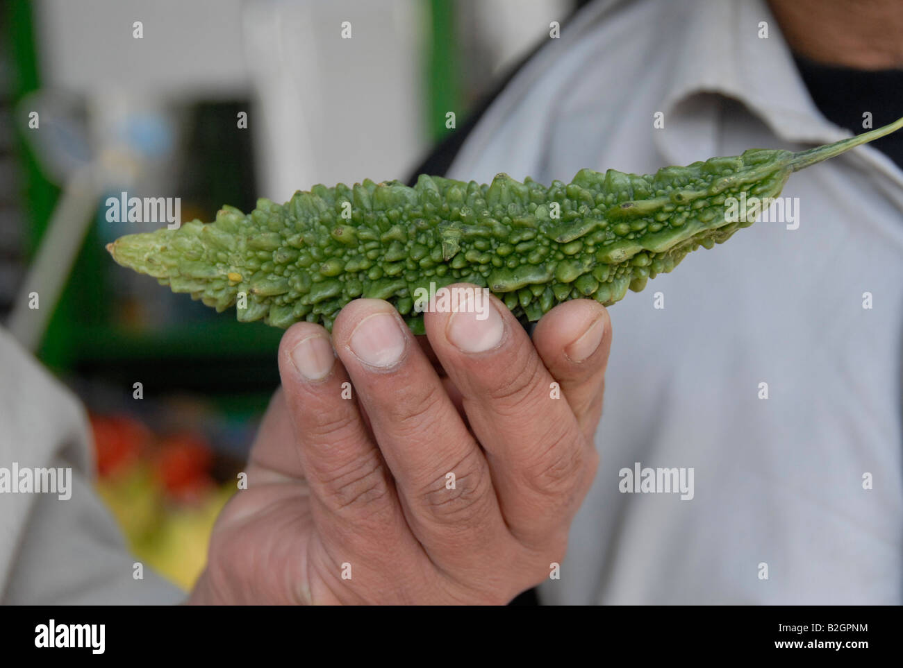 Karela o gourd Amaro un vegetale asiatica. Foto Stock