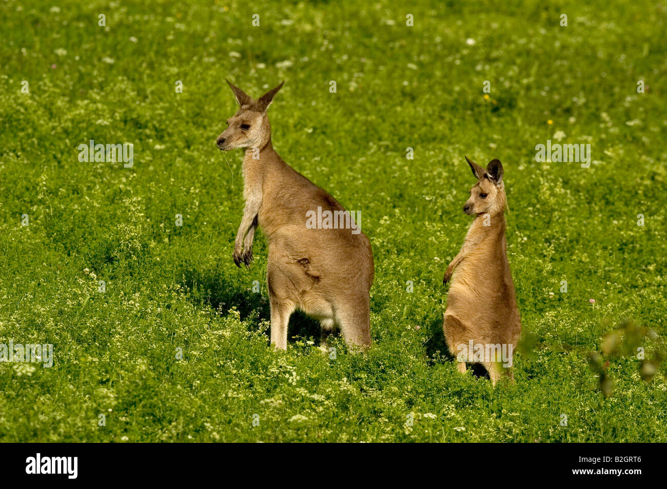 Macropus giganteus orientale canguro grigio coppia giovane dolce buffi tazze di divertimento Foto Stock