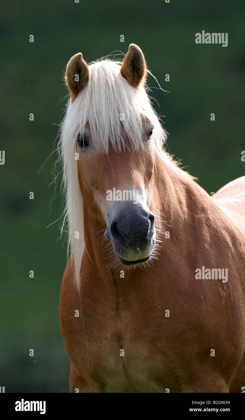 Ritratto haflinger cavalli di razza avelignese standard Foto Stock
