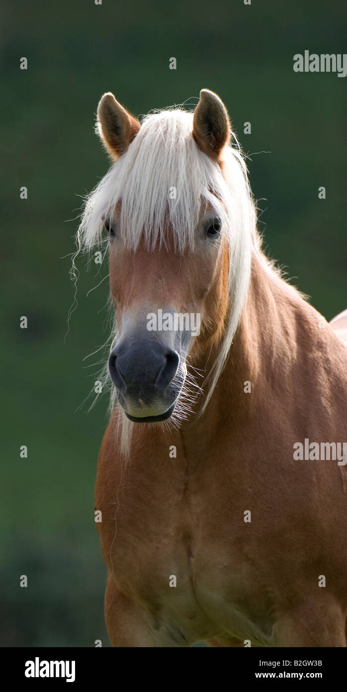 Ritratto haflinger cavalli di razza avelignese standard Foto Stock