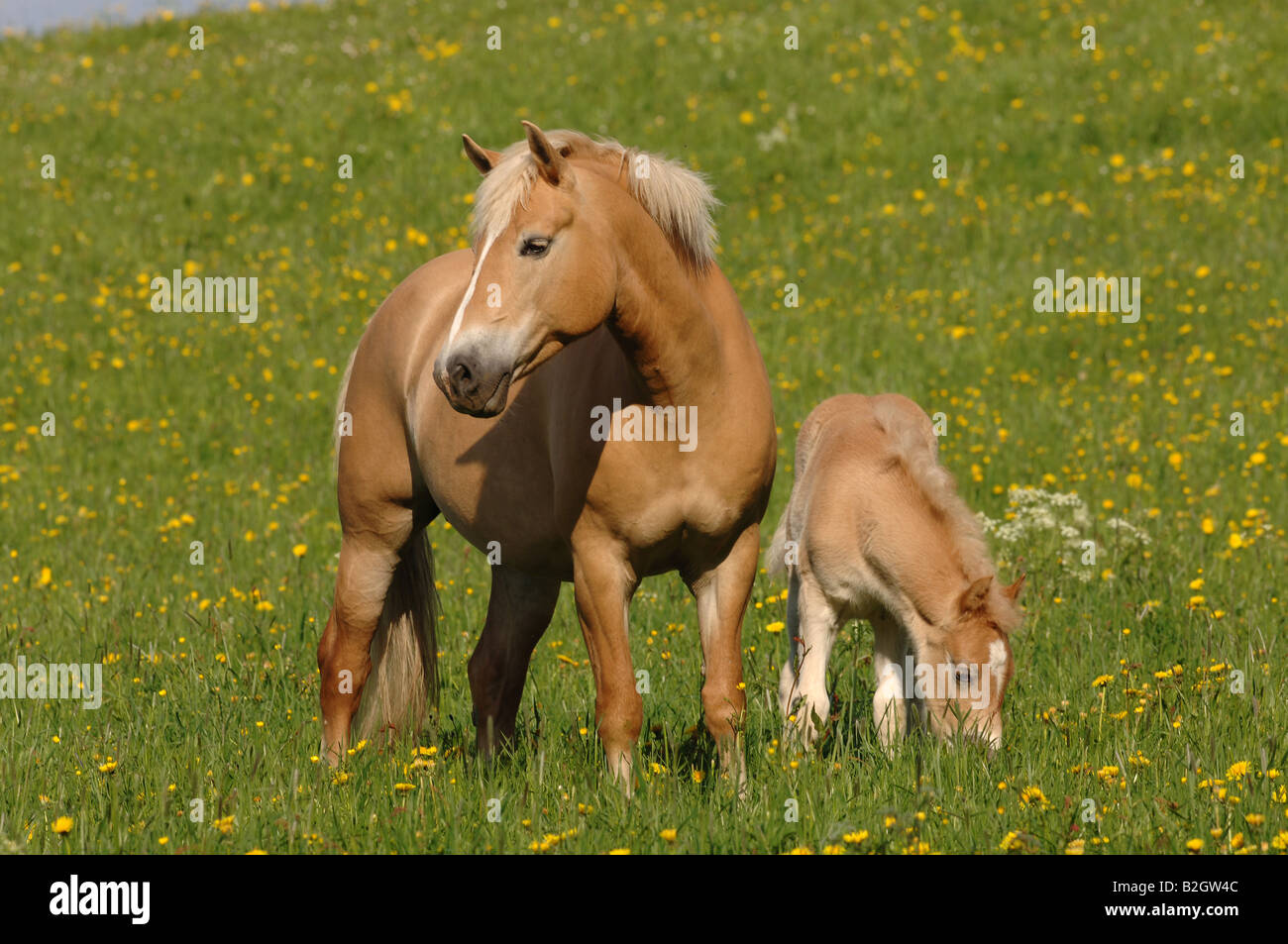 Cavalli di Razza Haflinger puledra avelignese standard di razza pascolo willow Foto Stock