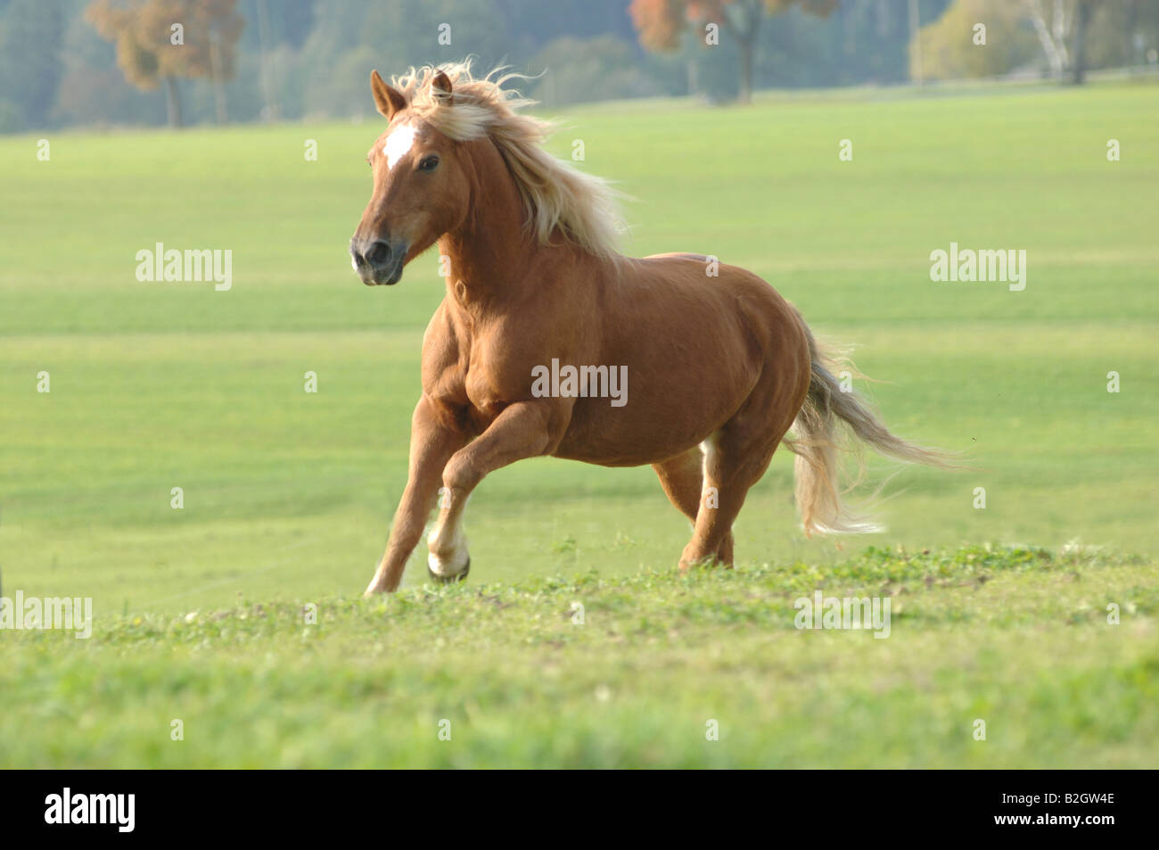 Haflinger cavalli di razza avelignese standard salice di pascolo Foto Stock