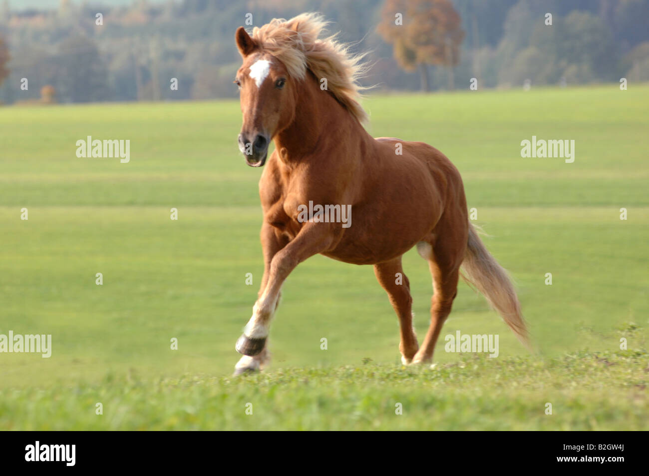 Haflinger cavalli di razza avelignese standard salice di pascolo Foto Stock