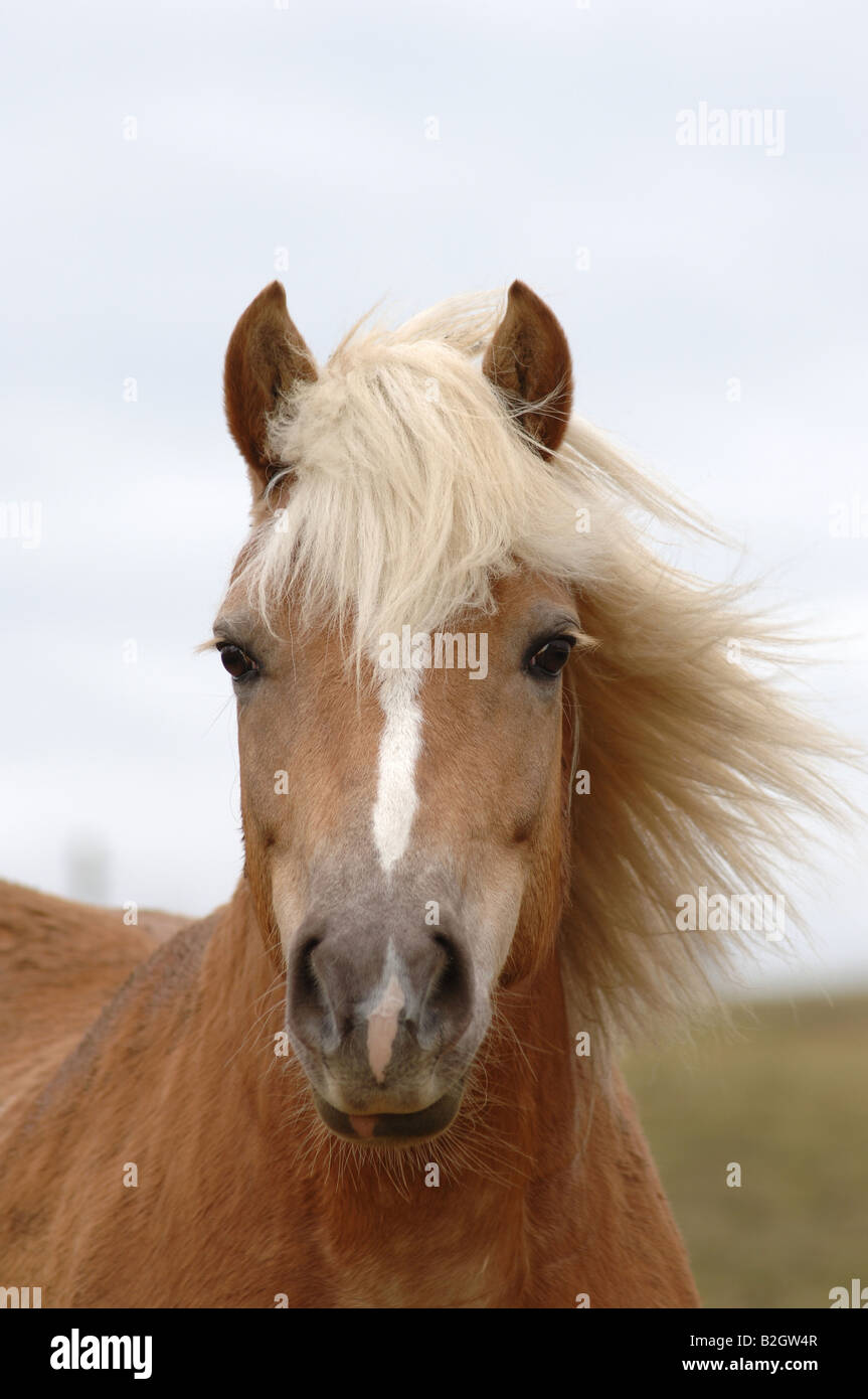 Ritratto haflinger cavalli di razza avelignese standard Foto stock - Alamy
