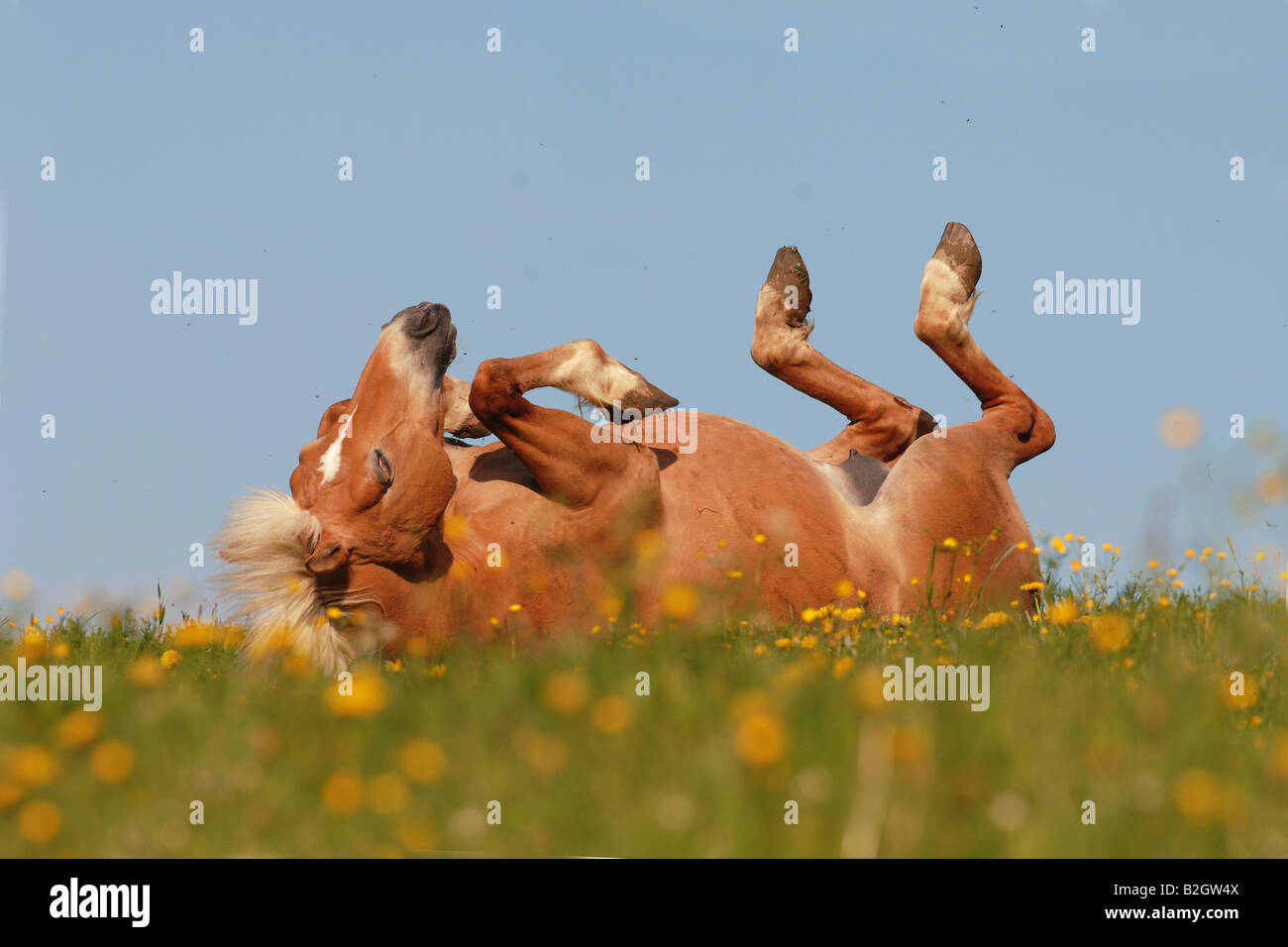 Cavalli di Razza Haflinger Avelignese laminazione standard di razza Foto Stock