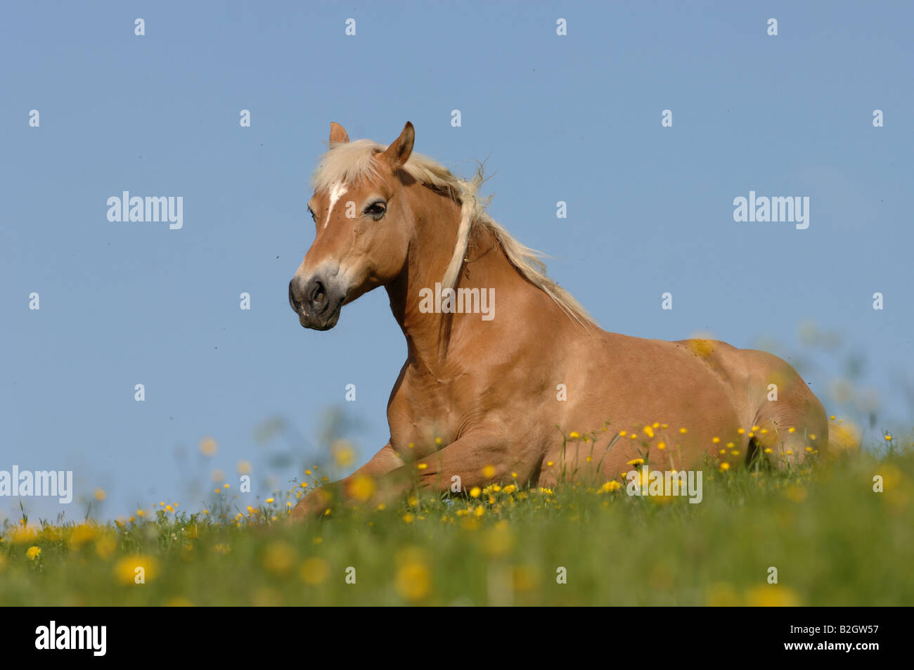 Almpferd alp cavallo caballar caballo caballos caballus cavallo
