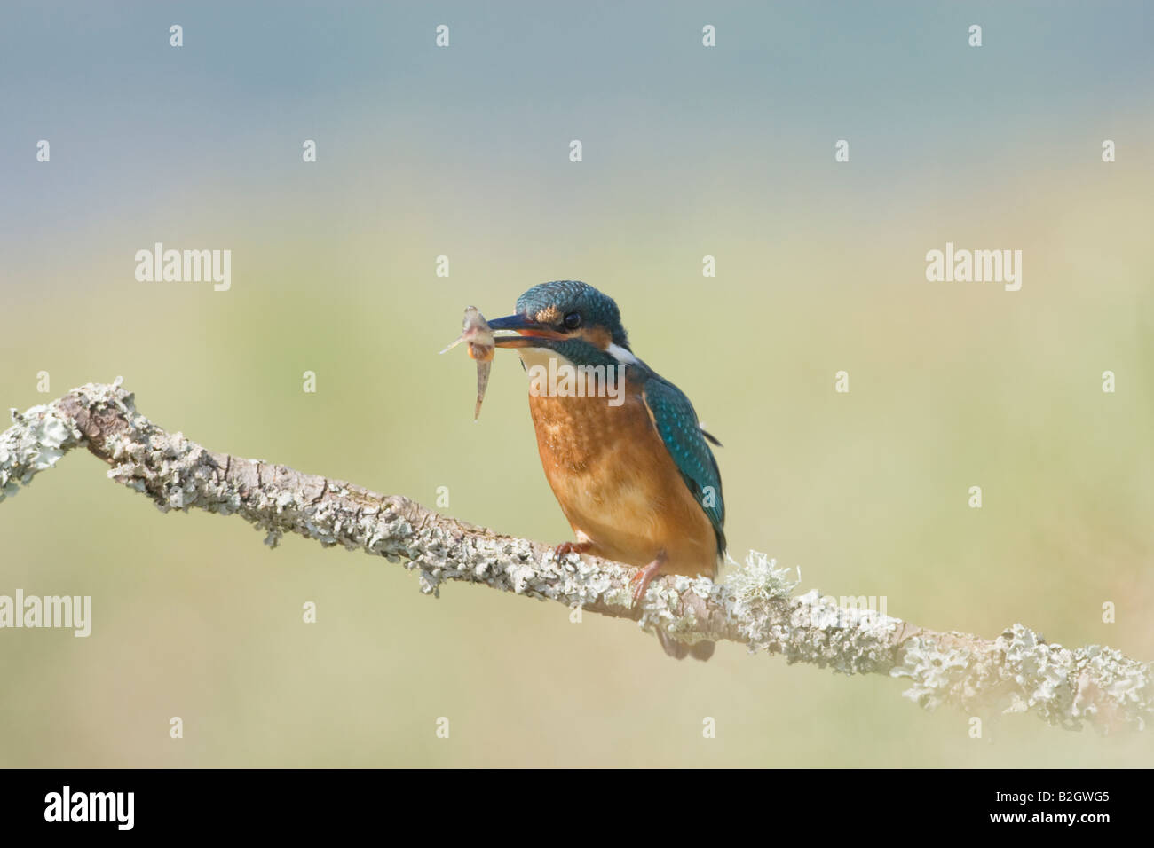 Alcedo atthis, kingfisher con la preda sul lichen ramo coperti Foto Stock