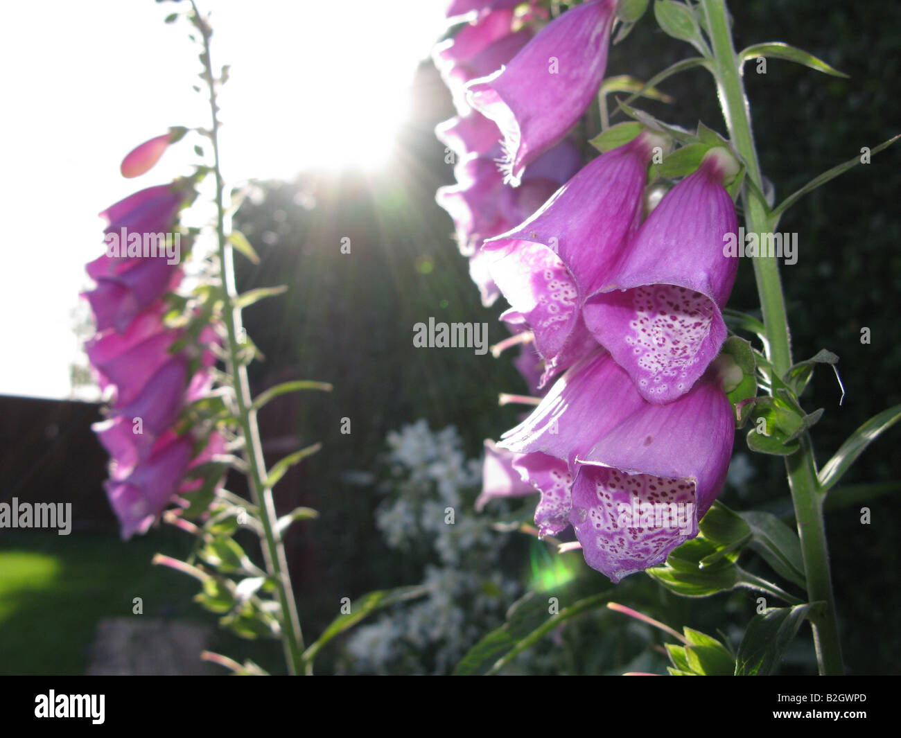 Foxgloves(Digitalis purpurea.) che fiorisce in un paese di lingua inglese il giardino di foglie essiccate e semi sono utilizzati per effettuare una stimolante cardiaco Foto Stock