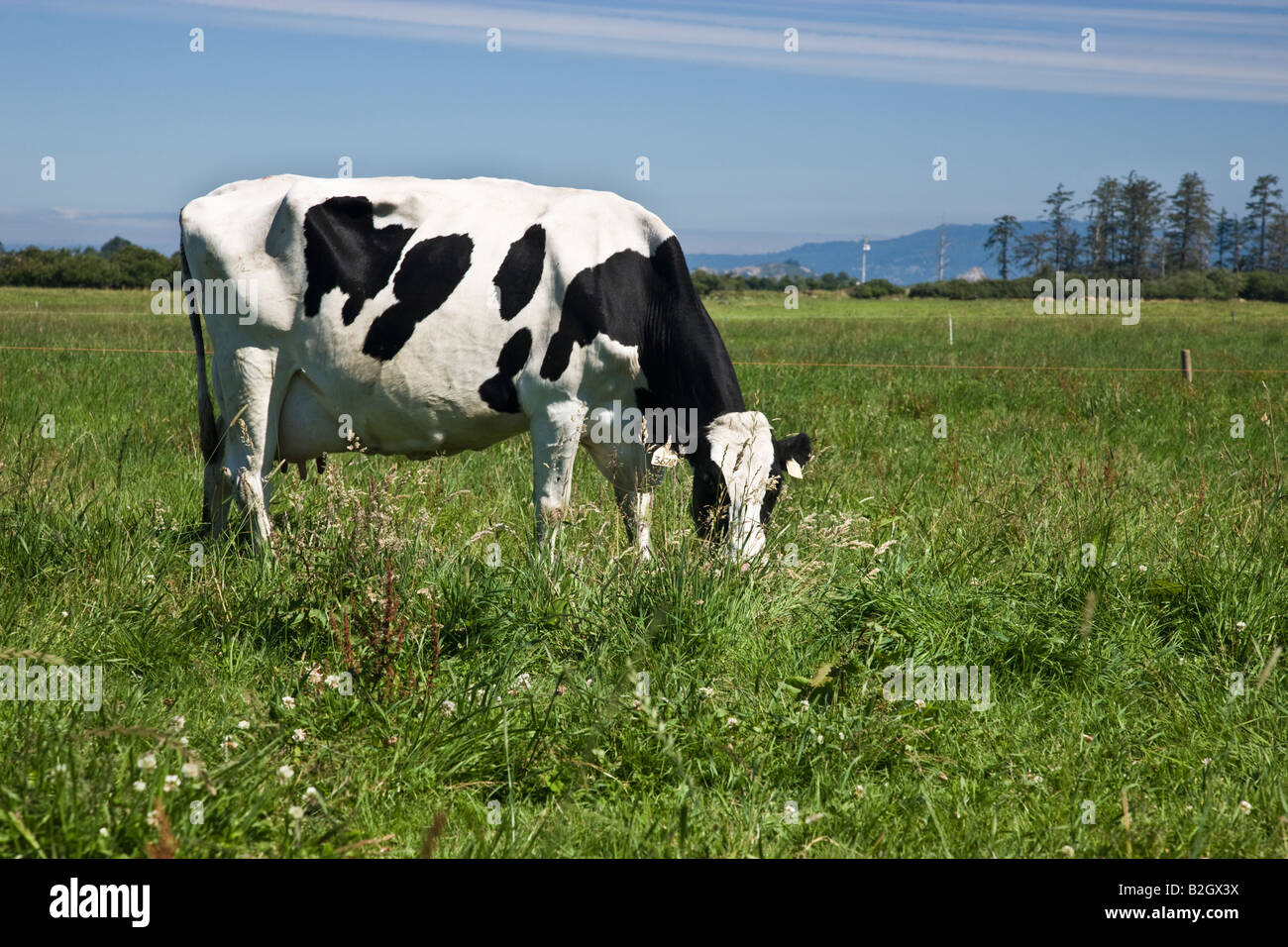 Vacca Holstein pascolare, organico 'Eco' dairy.. Foto Stock