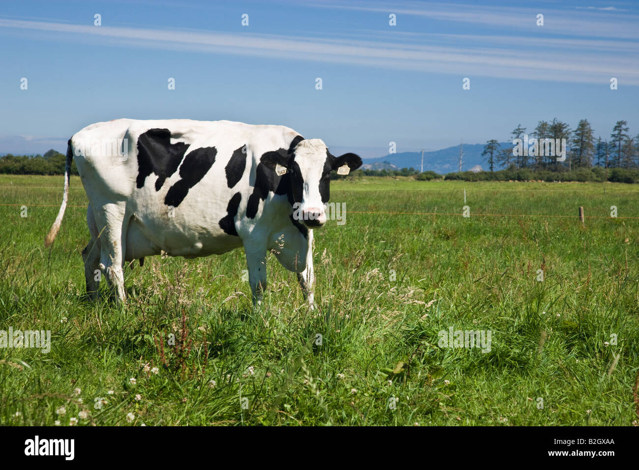 Vacca Holstein, verdi pascoli, organico 'Eco' dairy. Foto Stock