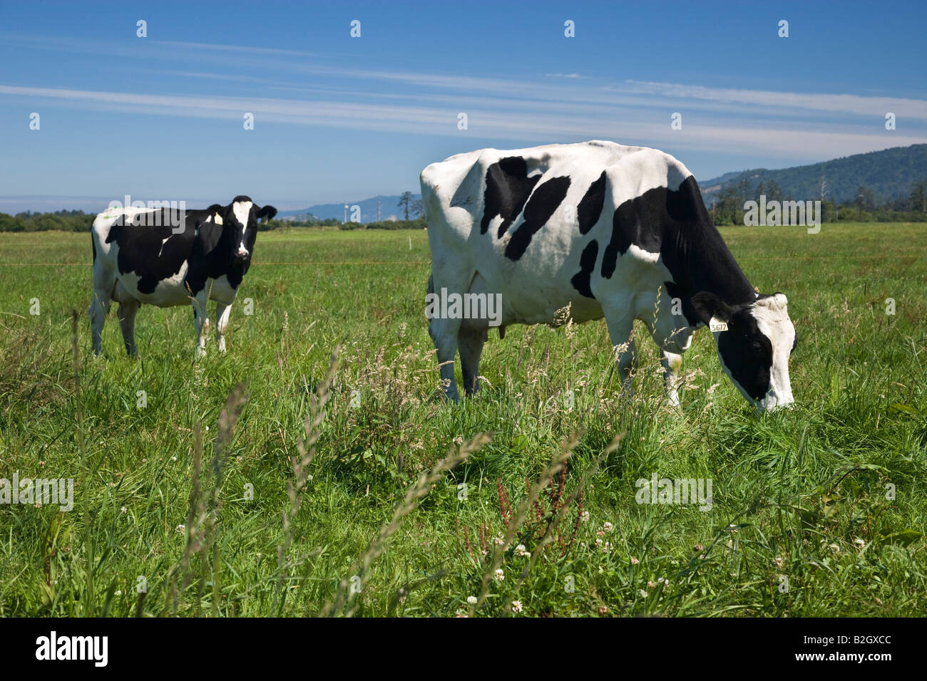 Holstein mucche al pascolo in verde pascolo. Foto Stock