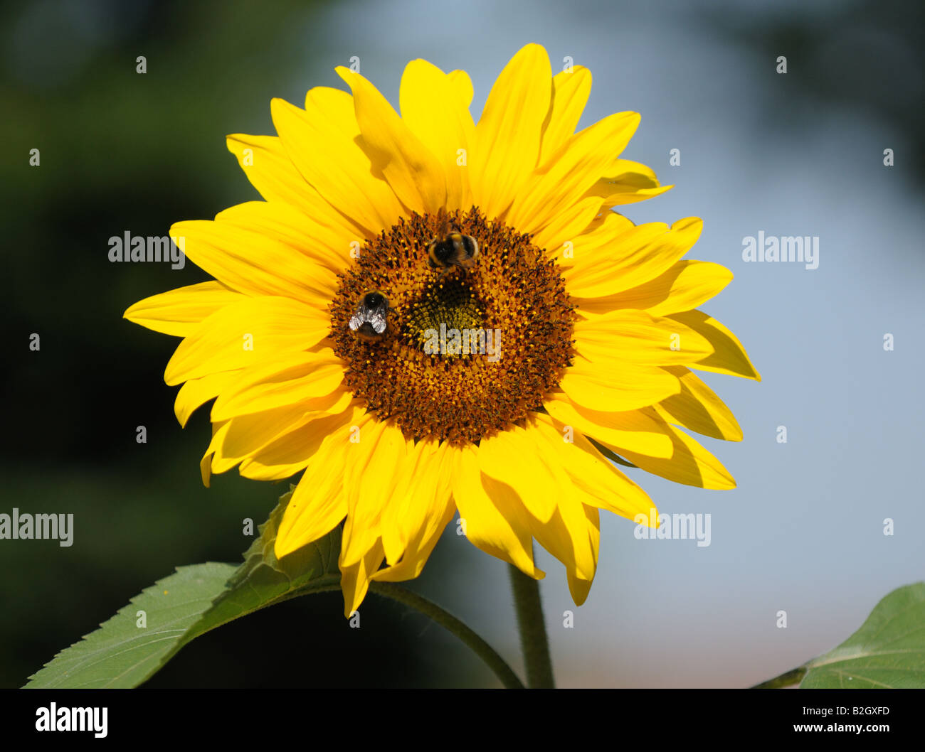 Teste di semi di girasole al sole con api contro uno sfondo semplice. Foto Stock