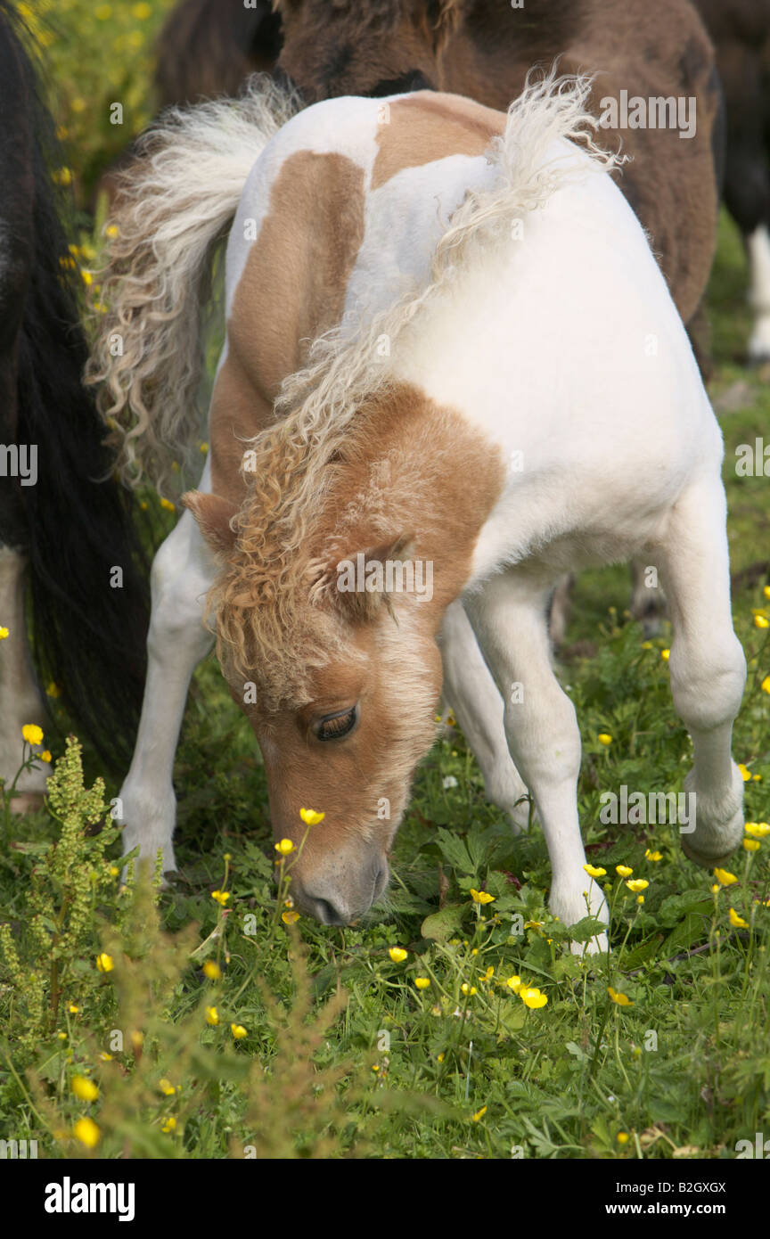 Collare Per Mini Puledro E Piccoli Animali VIOLA Taglia Mini Shetland Capra