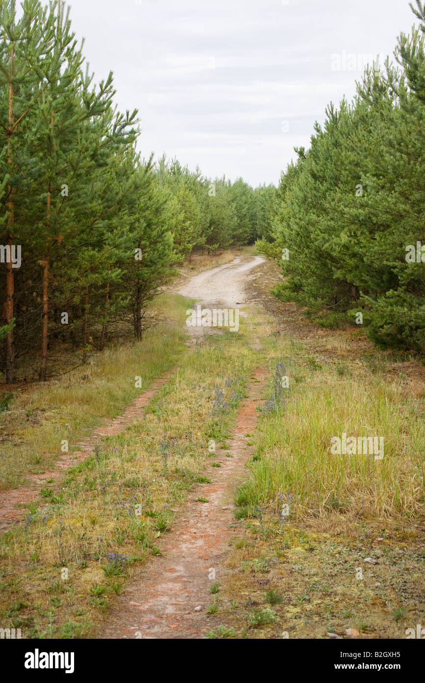 Pineta è tipico nel Brandeburgo Foto Stock