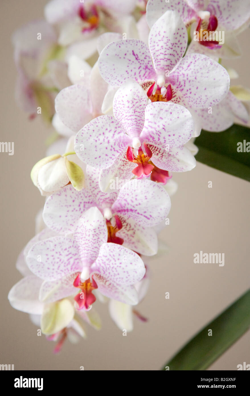 Orchidee in piena fioritura Foto Stock
