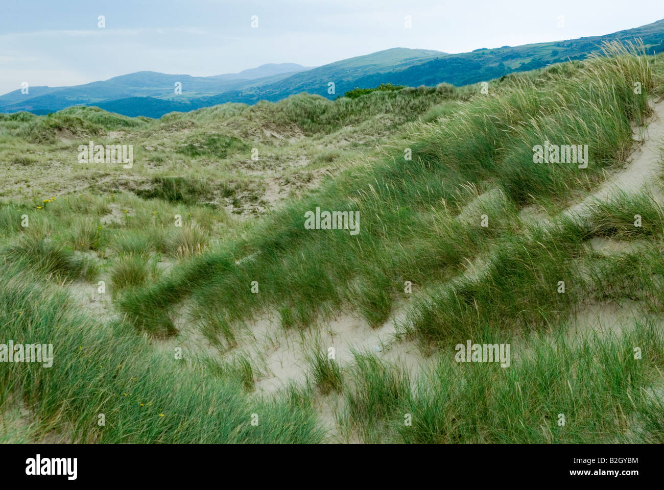 'Snowdonia Parco Nazionale" dune di sabbia Harlech Gwynedd UK 'Snowdonia Parco Nazionale" il Galles del Nord Foto Stock
